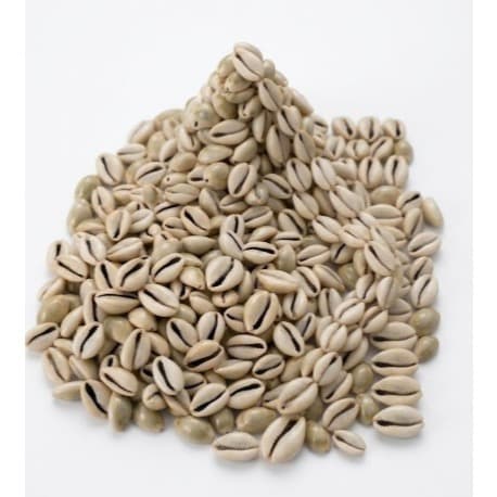 Búzios olho de pombo Natural fechado - 100 Gramas